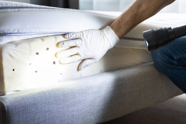 Best Best Pest Control Companies  in Ruidoso, NM