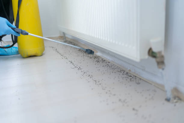 Wasp Removal Services in Ruidoso, NM