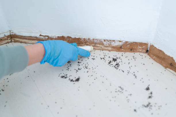 Best Termite Control Services  in Ruidoso, NM